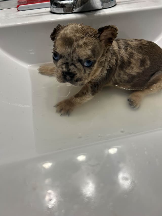 French Bulldog Puppies media 14