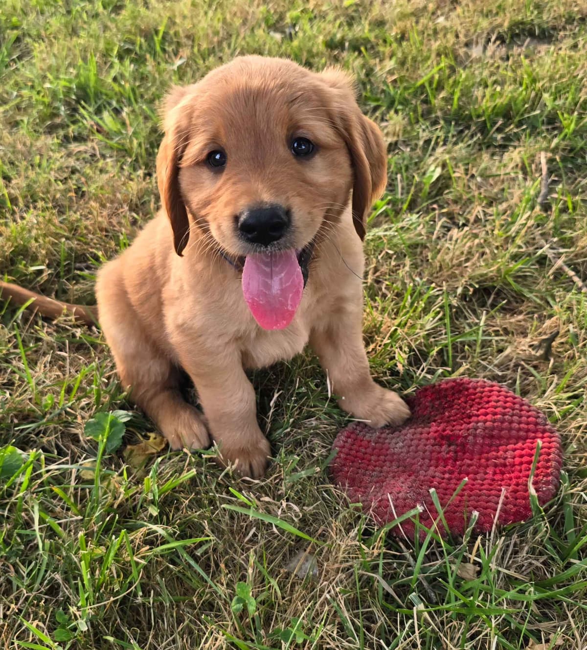 Faith's Golden Egg Litter breeder image 1