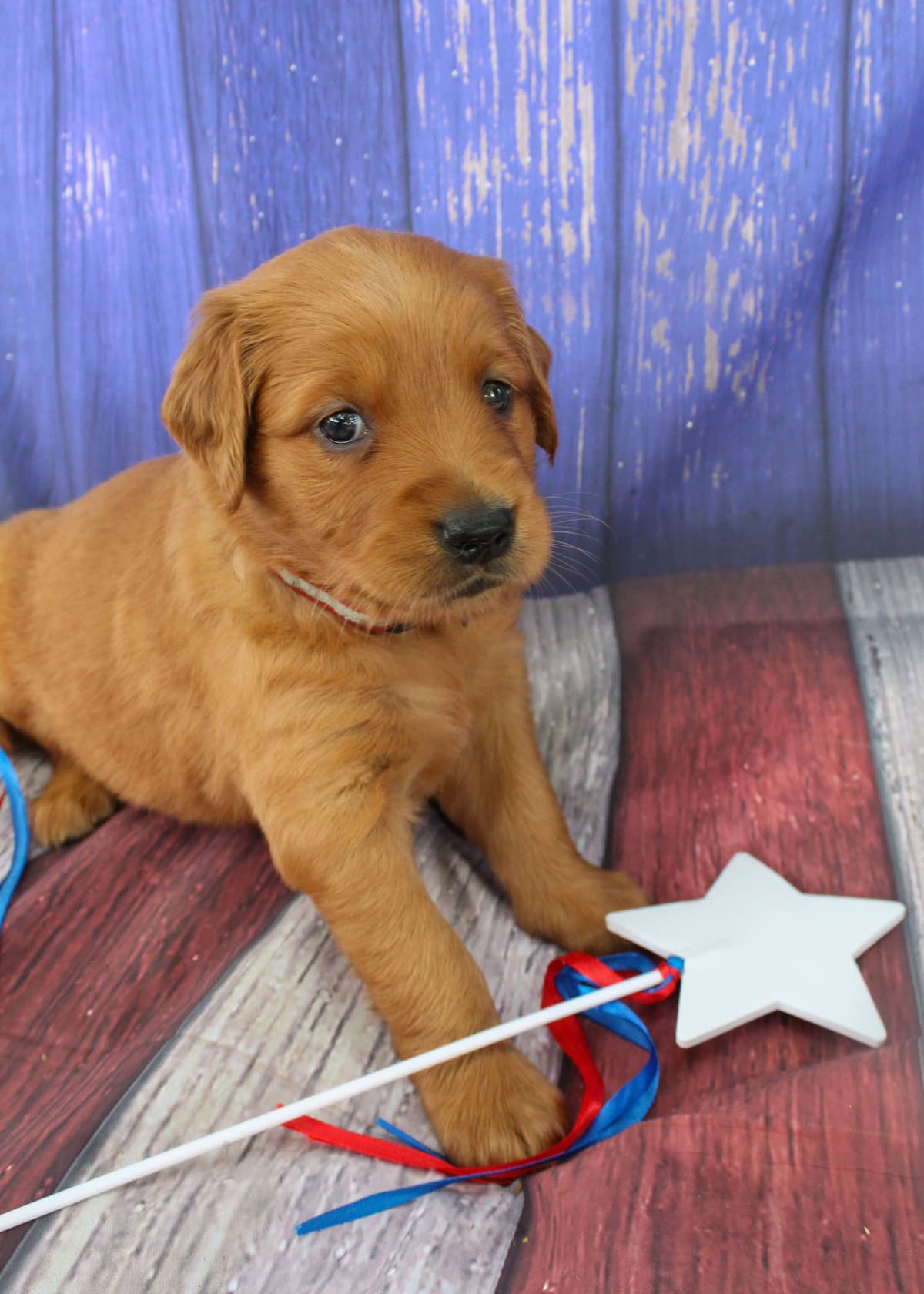 Faith's Golden Egg Litter breeder image 7