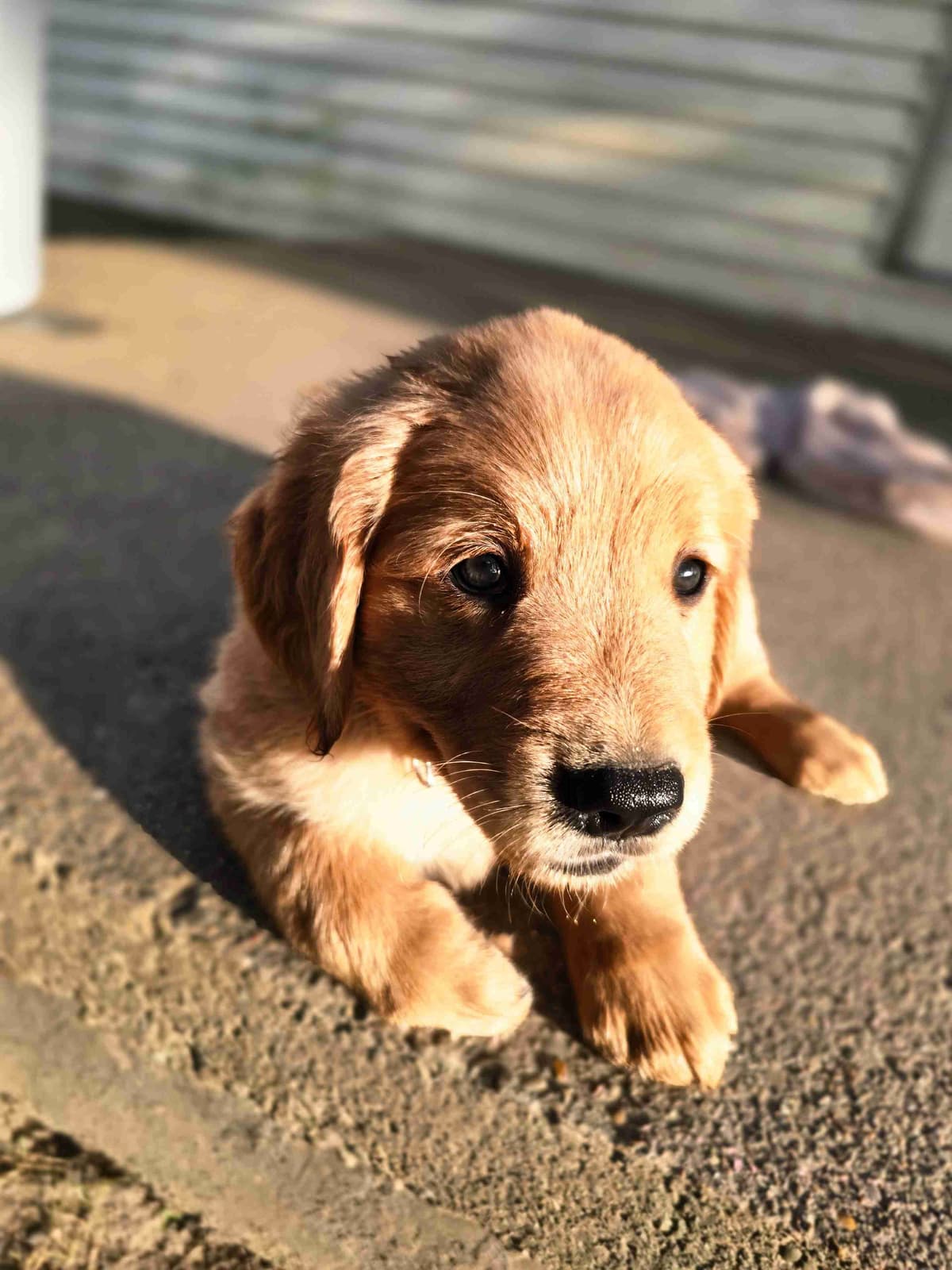 Faith's Golden Egg Litter breeder image 4
