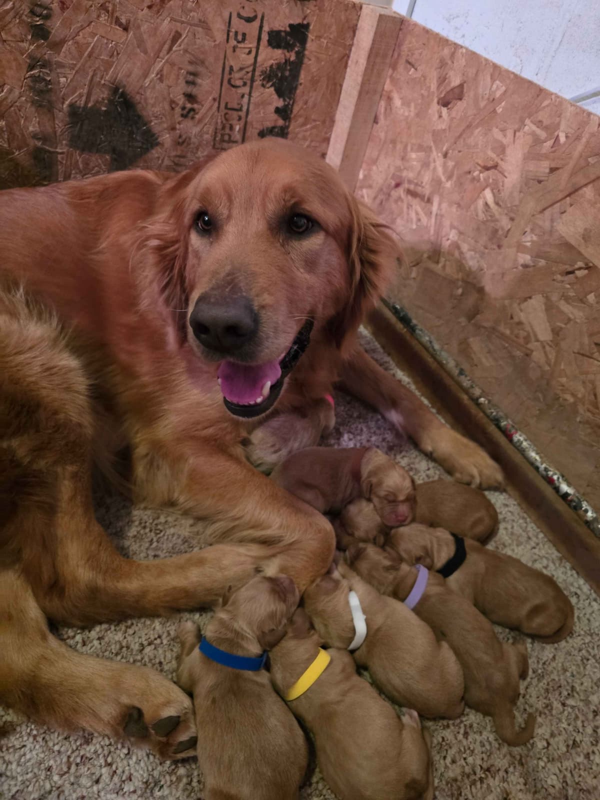 Faith's Golden Egg Litter breeder image 8