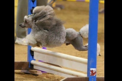 Poodle Puppies breeder image 1
