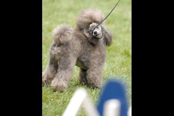 Poodle Puppies breeder image 6