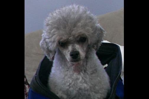 Poodle Puppies breeder image 5