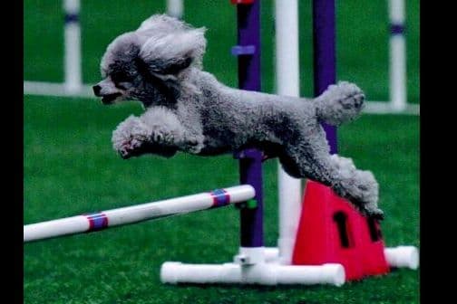 Poodle Puppies breeder image 4