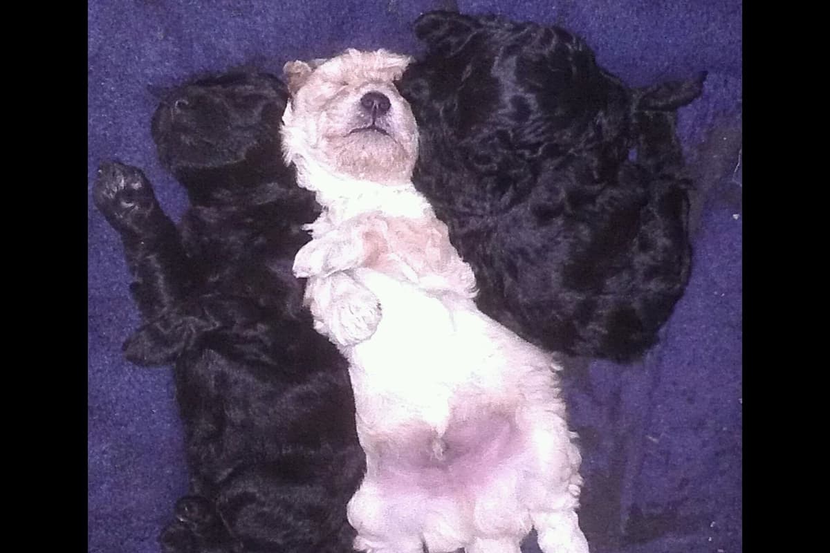 Poodle Puppies breeder image 3