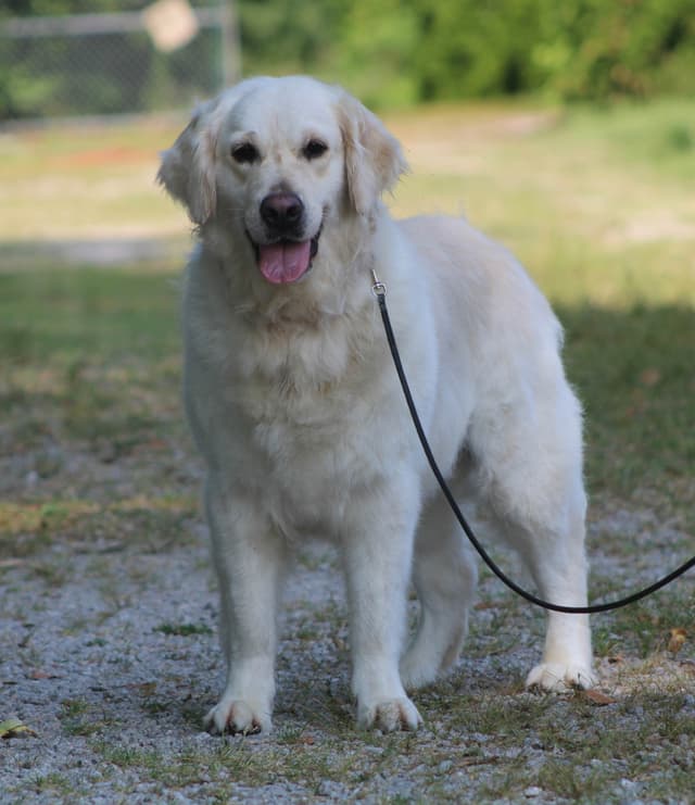 Golden Retriever Puppies media 2