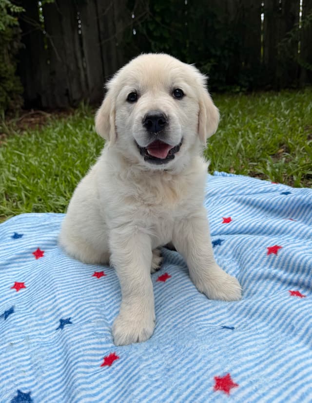 Golden Retriever Puppies media 4