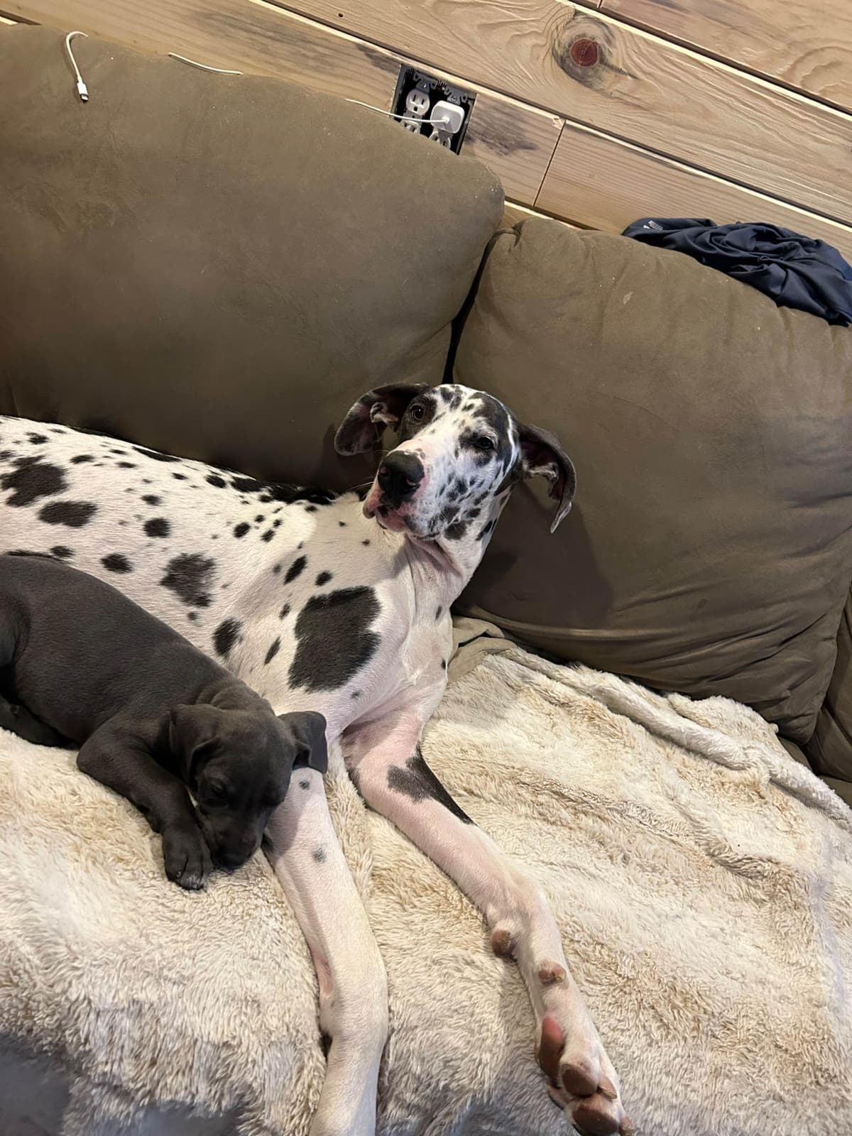 Great Dane Puppies breeder image 1