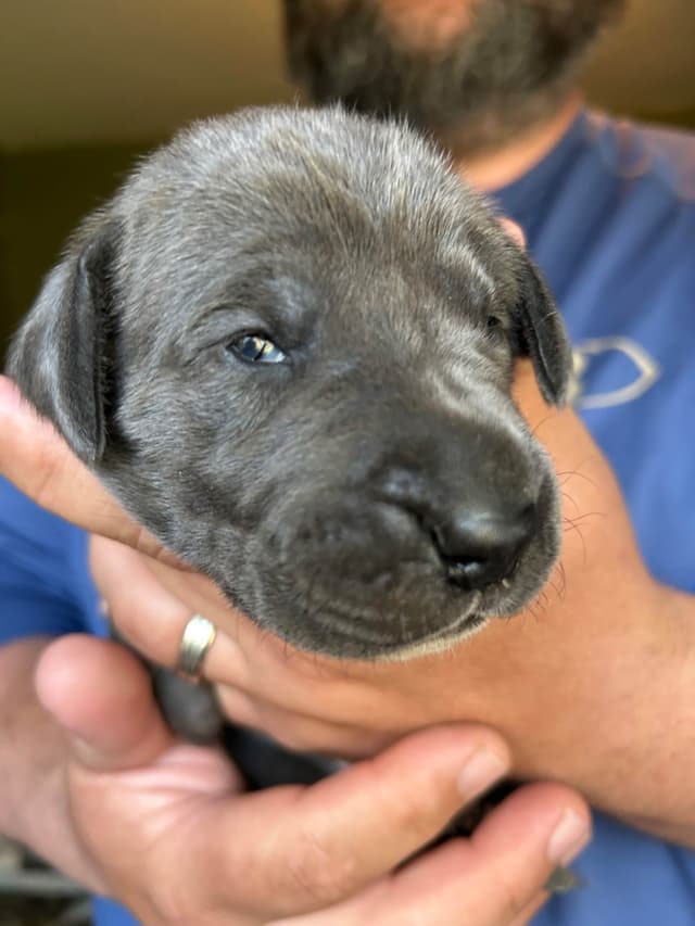 Great Dane Puppies media 2