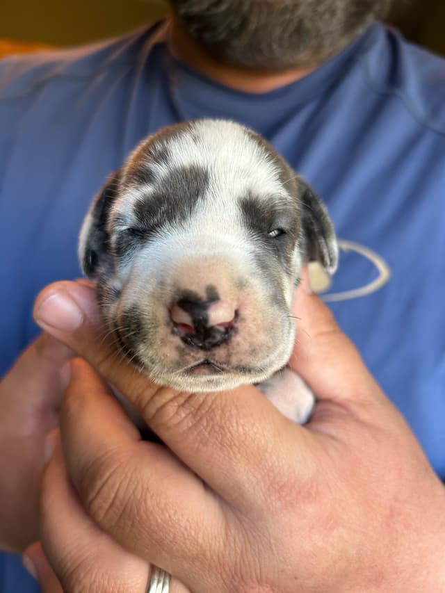 Great Dane Puppies media 4