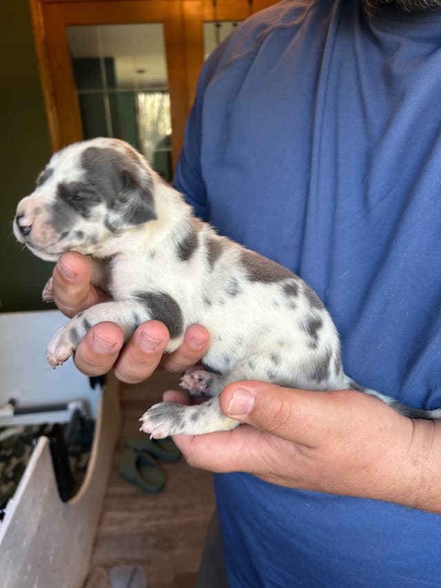 Great Dane Puppies media 5