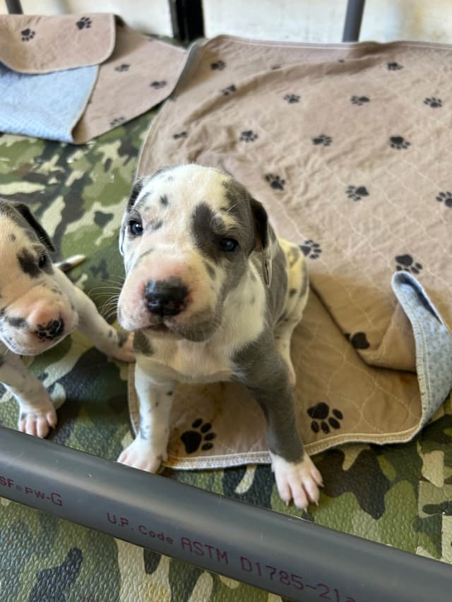 Great Dane Puppies media 6