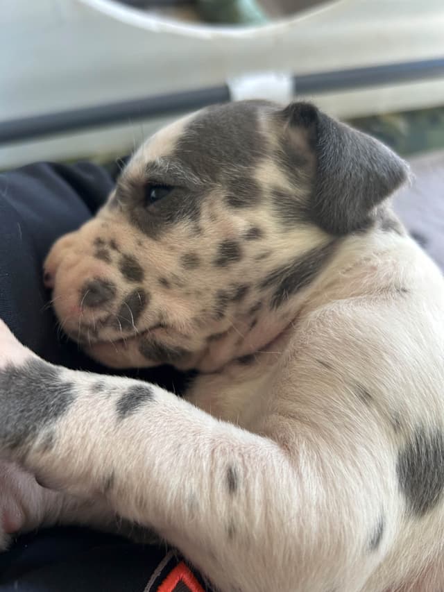 Great Dane Puppies media 7
