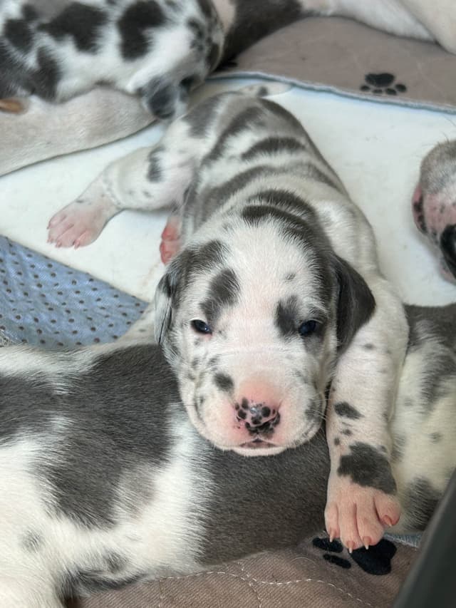 Great Dane Puppies media 8