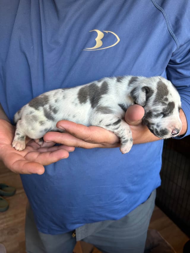 Great Dane Puppies media 9