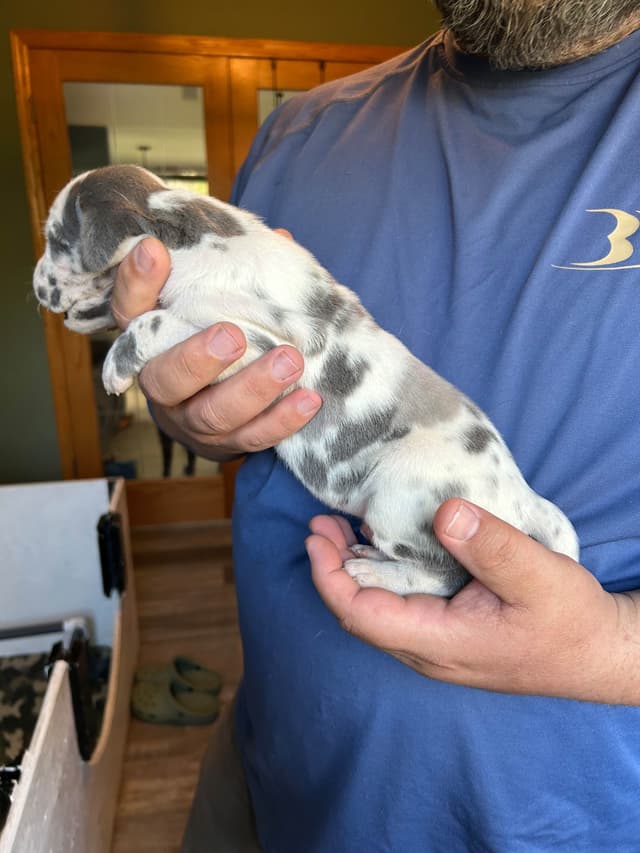 Great Dane Puppies media 11