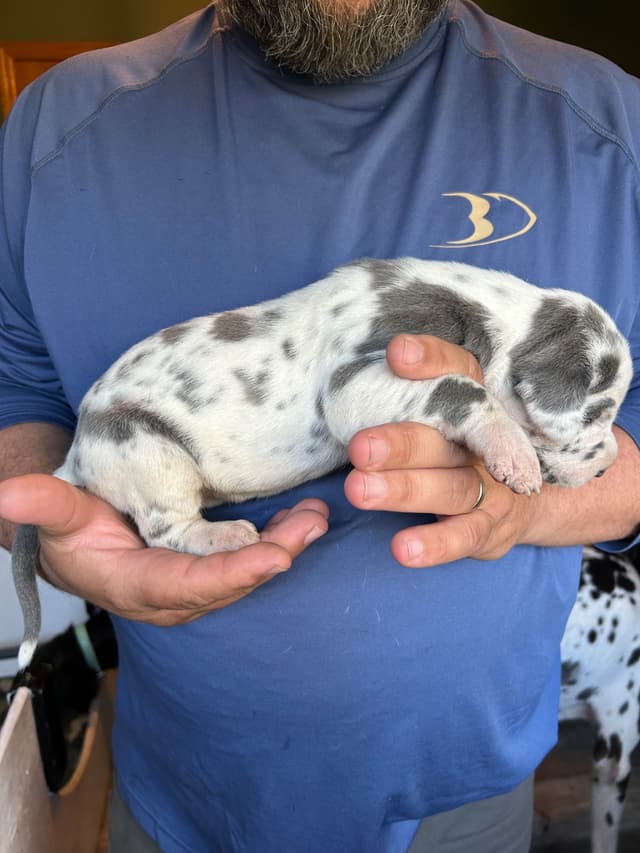 Great Dane Puppies media 12