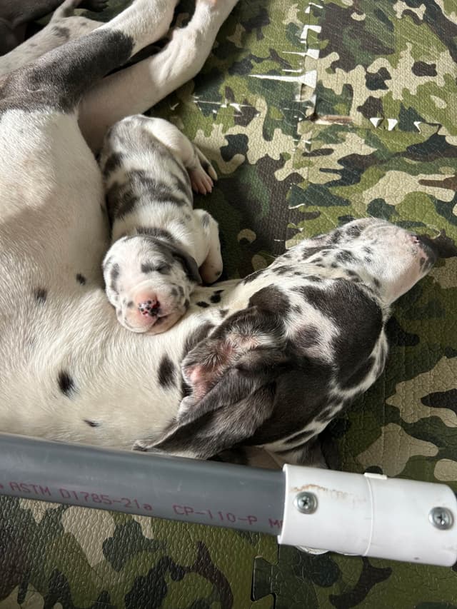 Great Dane Puppies media 13