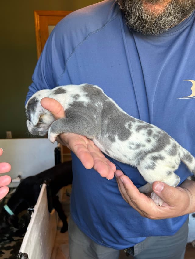 Great Dane Puppies media 14