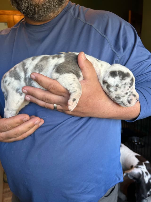 Great Dane Puppies media 15