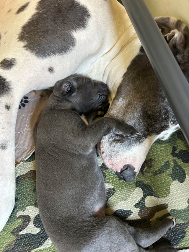 Great Dane Puppies media 16