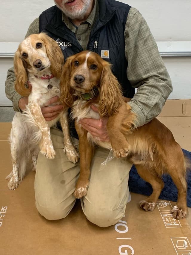 English Working Cocker Spaniel Puppy media 2