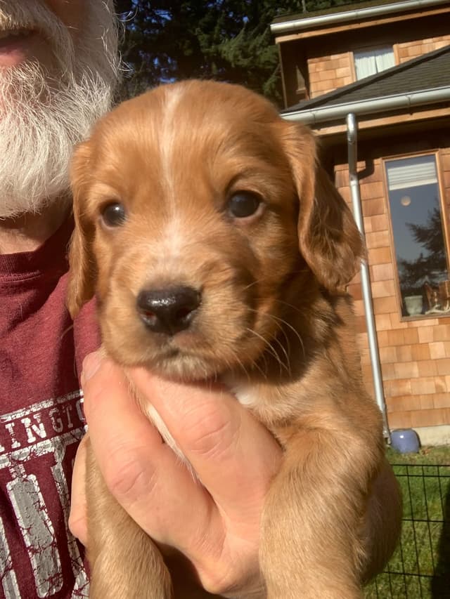English Working Cocker Spaniel Puppy media 3