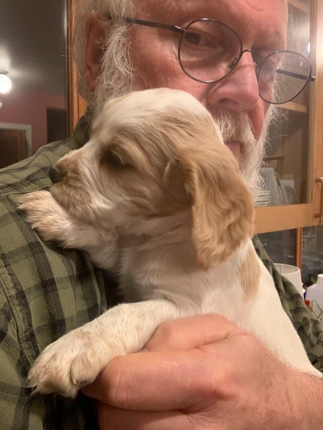 English Working Cocker Spaniel Puppy media 4