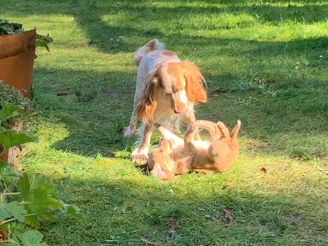 English Working Cocker Spaniel Puppy media 6