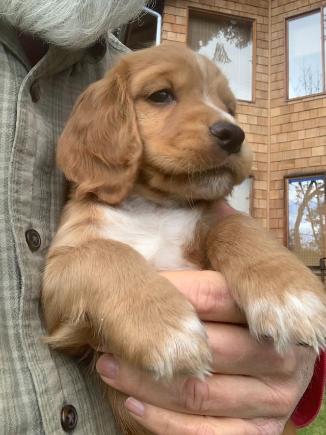 English Working Cocker Spaniel Puppy media 7