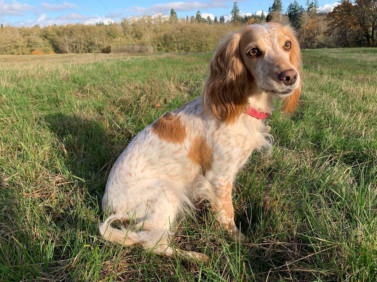 English Working Cocker Spaniel Puppy breeder image 1