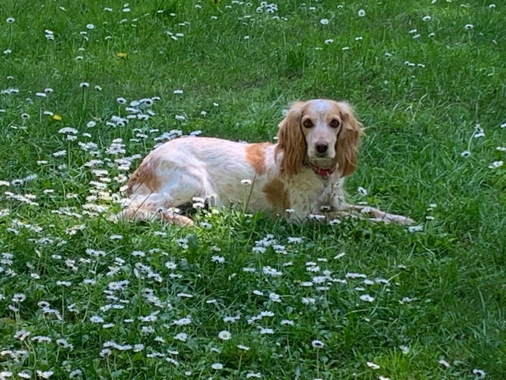 English Working Cocker Spaniel Puppy breeder image 3