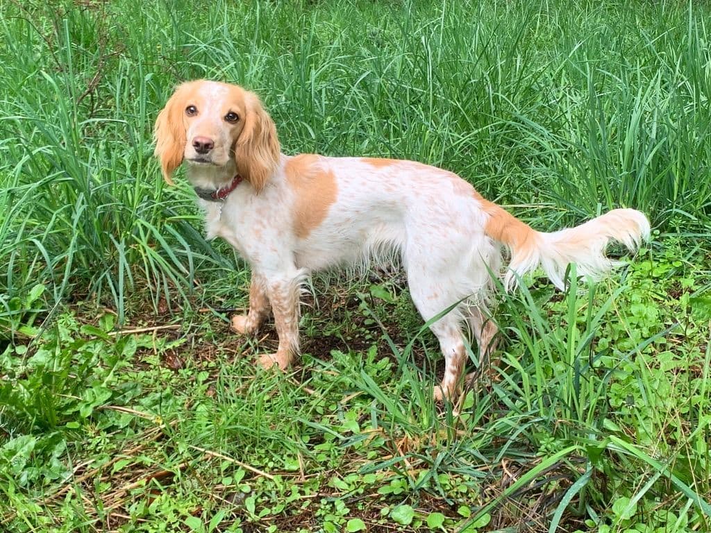 English Working Cocker Spaniel Puppy breeder image 6