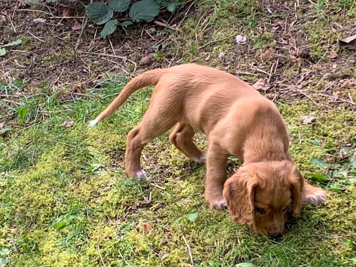 English Working Cocker Spaniel Puppy breeder image 8