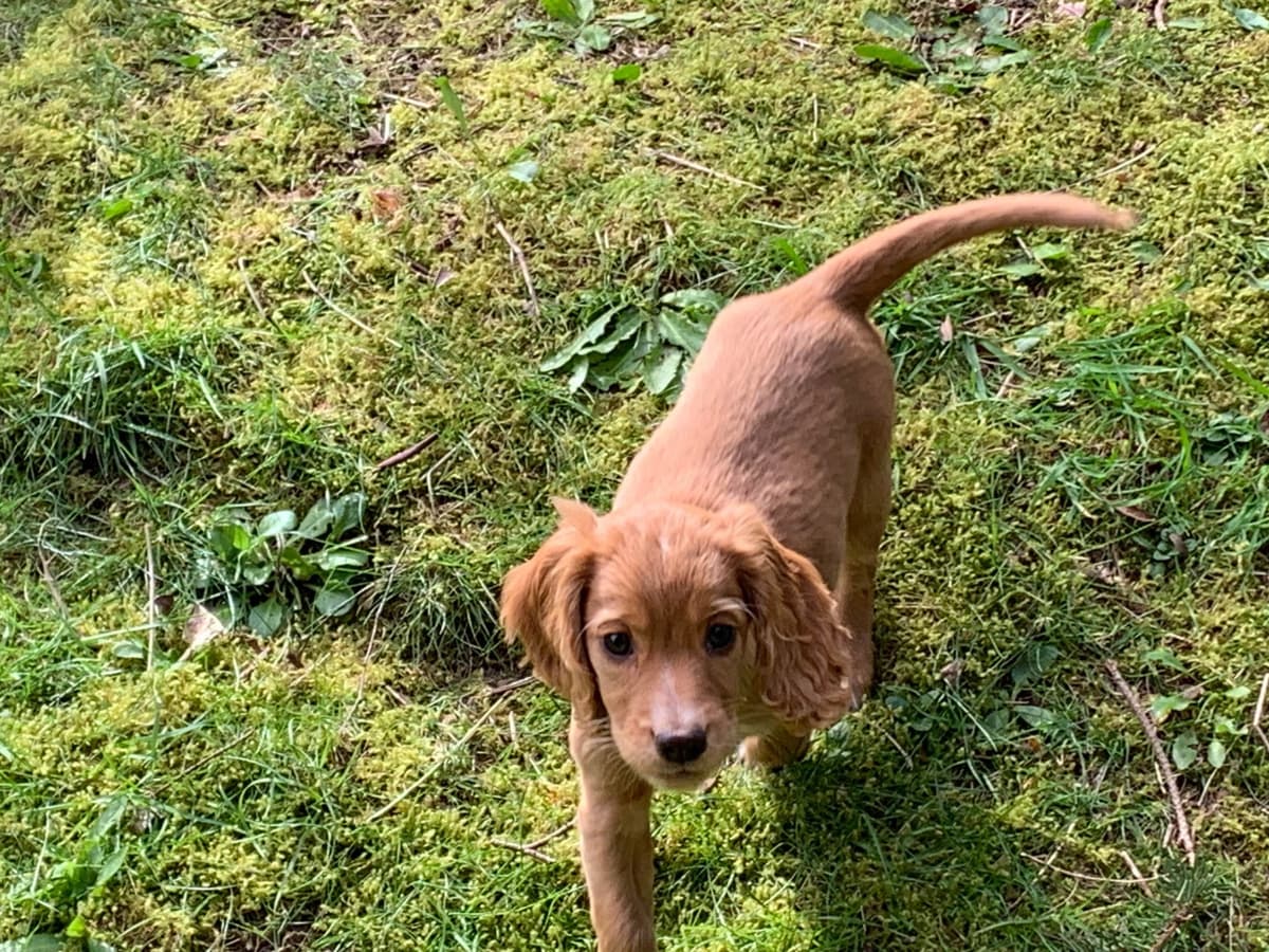 English Working Cocker Spaniel Puppy breeder image 9