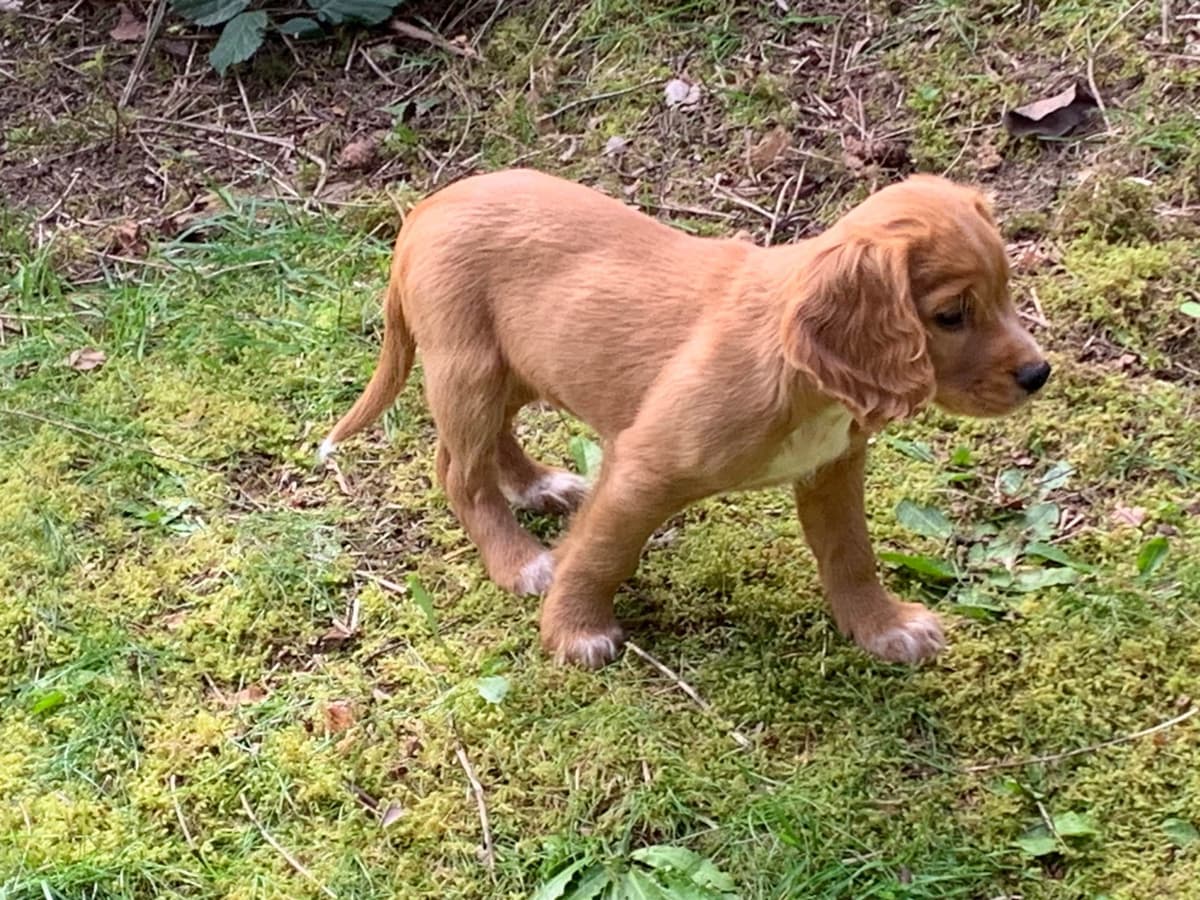 English Working Cocker Spaniel Puppy breeder image 10