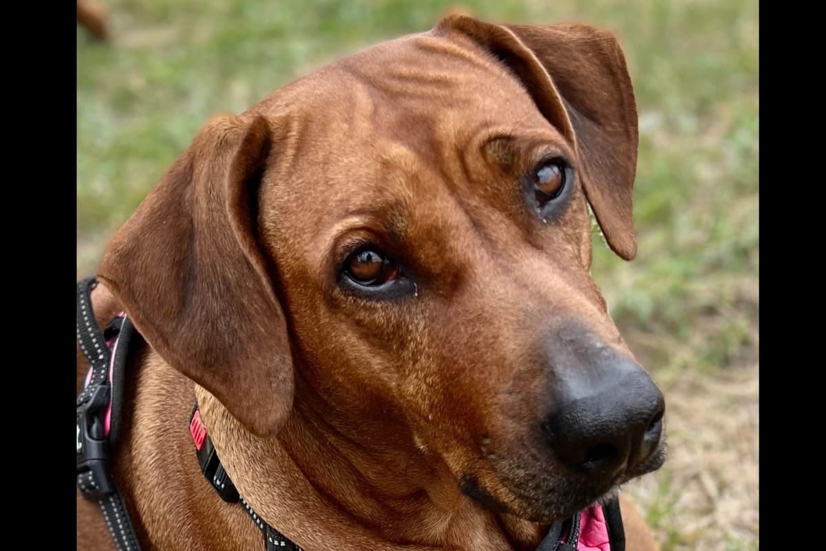 Rhodesian Ridgeback Puppies breeder image 3