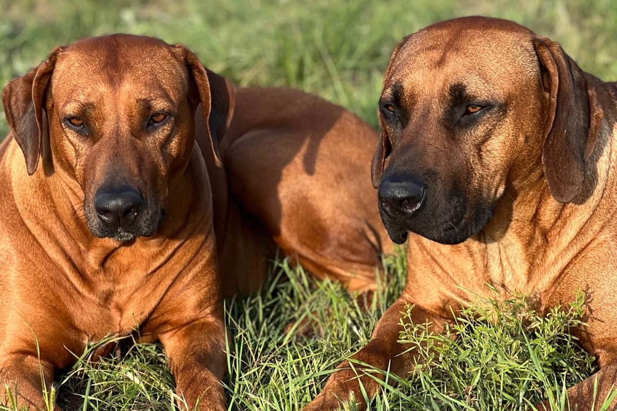 Rhodesian Ridgeback Puppies breeder image 4