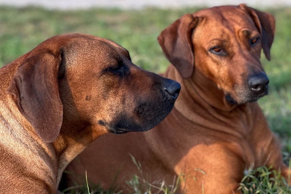 Rhodesian Ridgeback Puppies breeder image 5