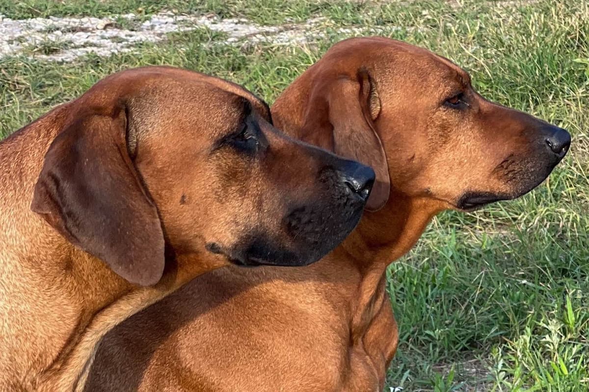 Rhodesian Ridgeback Puppies breeder image 6