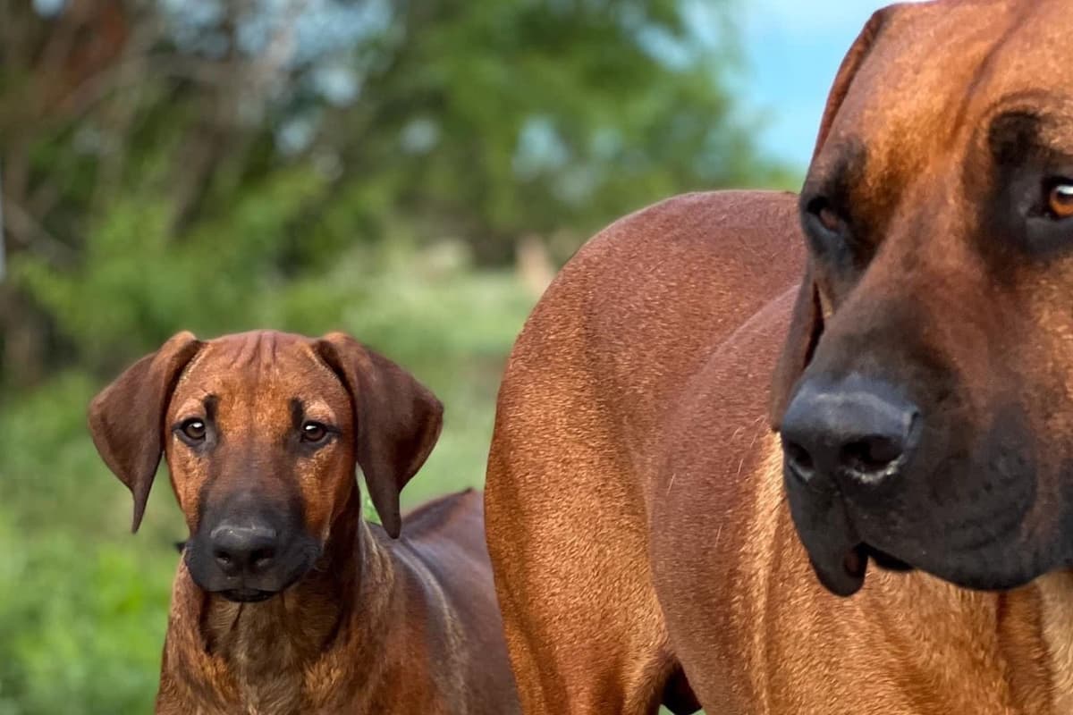 Rhodesian Ridgeback Puppies breeder image 7