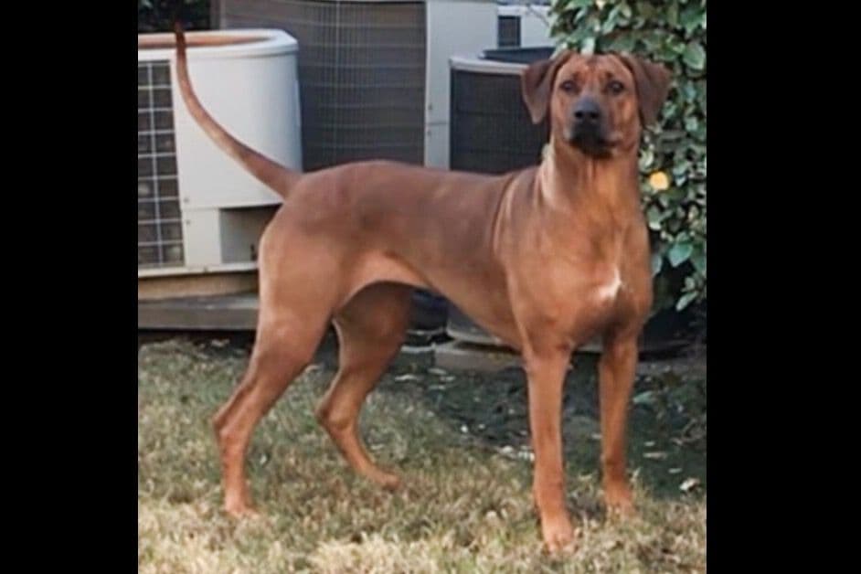 Rhodesian Ridgeback Puppies breeder image 8