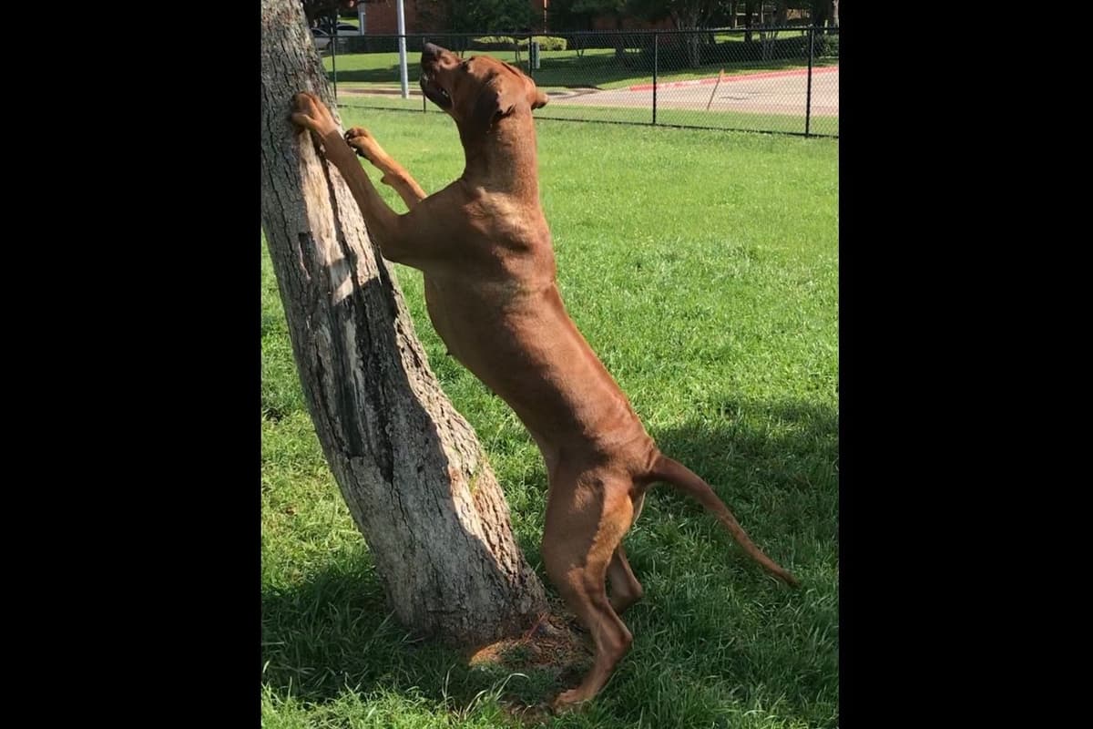 Rhodesian Ridgeback Puppies breeder image 9
