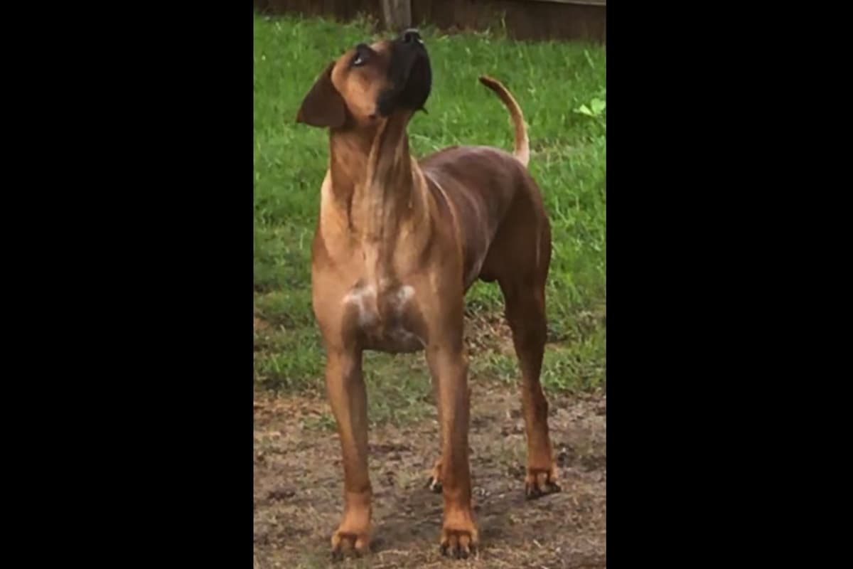 Rhodesian Ridgeback Puppies breeder image 10