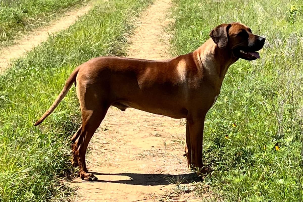 Rhodesian Ridgeback Puppies breeder image 11