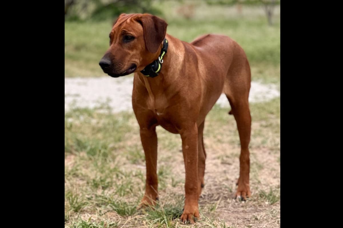 Rhodesian Ridgeback Puppies breeder image 12