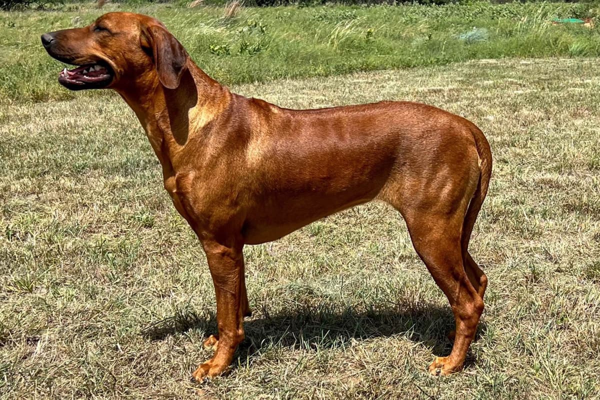 Rhodesian Ridgeback Puppies breeder image 13
