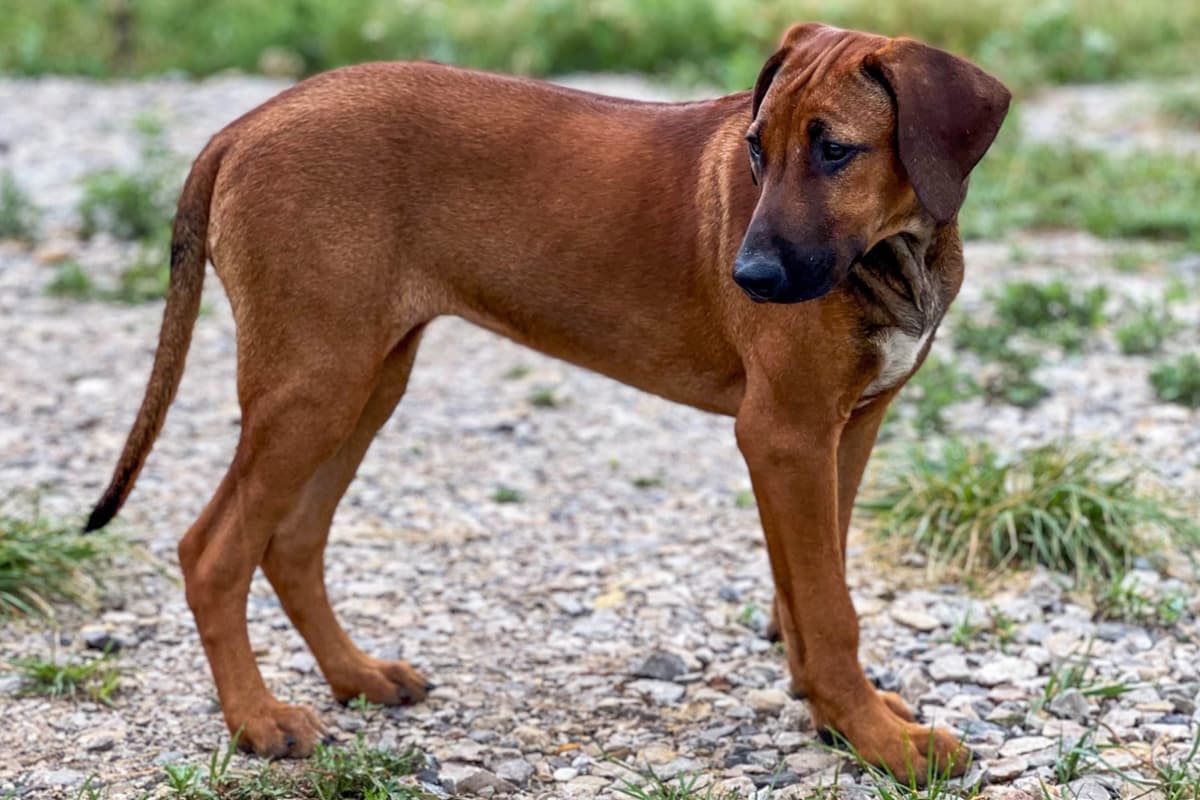 Rhodesian Ridgeback Puppies breeder image 14