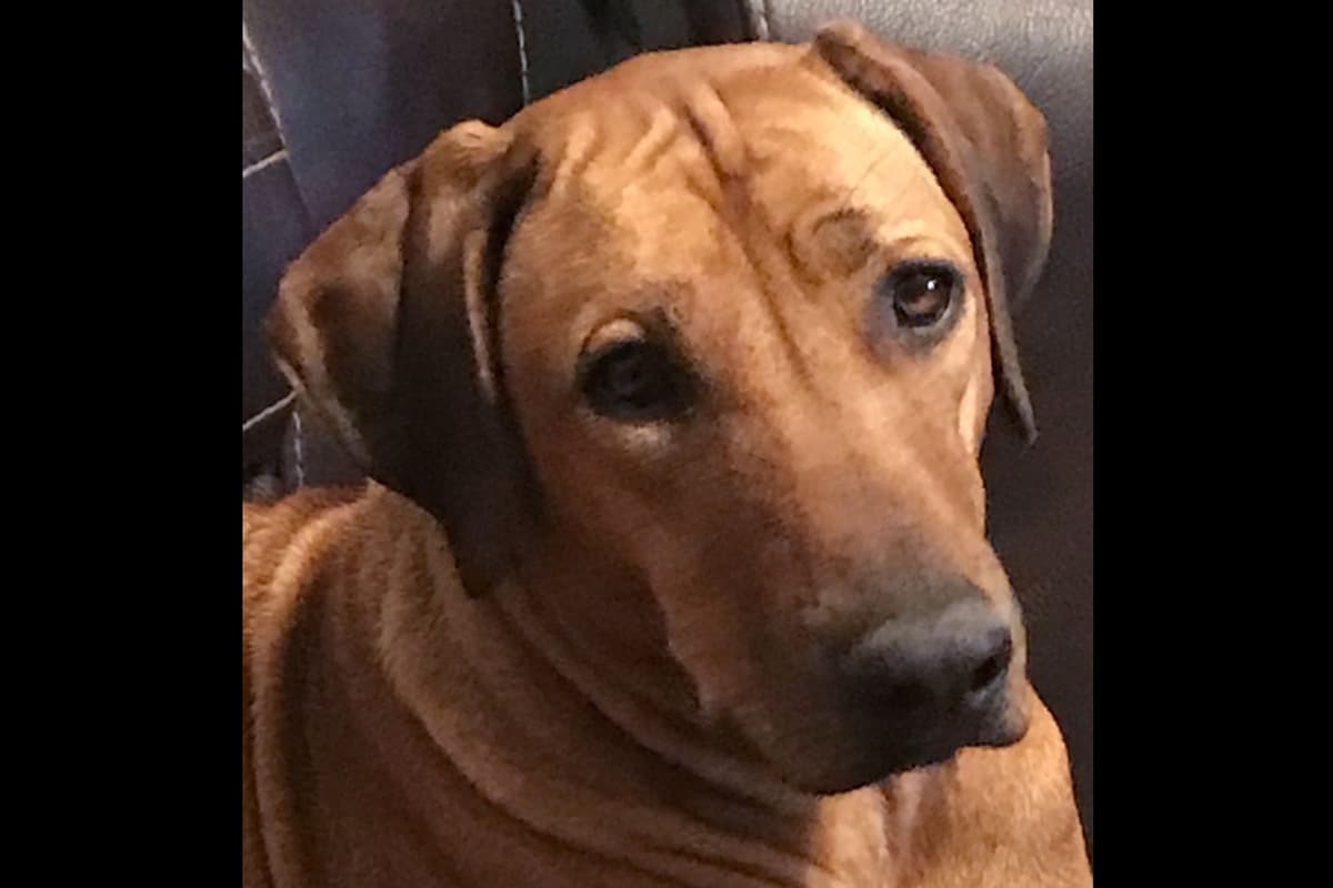 Rhodesian Ridgeback Puppies breeder image 16